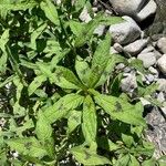 Polygonum lapathifolium Hoja