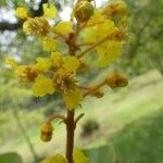 Byrsonima crassifolia Fleur