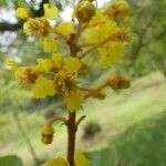 Byrsonima crassifolia Flor