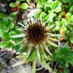 Carlina vulgaris 形態