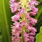 Eucomis autumnalis Cvet