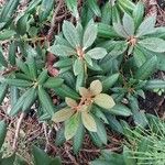 Rhododendron degronianum Blatt