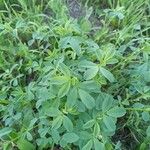 Trigonella foenum-graecum पत्ता