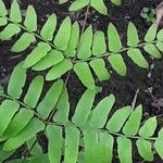 Osmunda regalis Blad