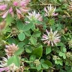 Trifolium vesiculosum Deilen