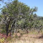 Diospyros batocana Habit