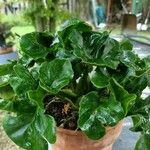 Philodendron bipennifolium Folha