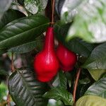 Syzygium samarangense Fruit