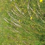 Avenula pubescens Mosusu