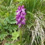 Dactylorhiza majalisKwiat