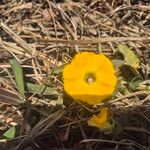 Ipomoea obscura Žiedas