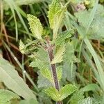 Scrophularia scorodonia Leaf