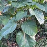 Ficus auriculata ഇല