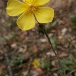 Tuberaria lignosa Flower