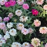 Zinnia angustifolia花