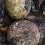 Strychnos phaeotricha Frucht