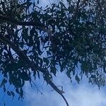 Eucalyptus tereticornis List