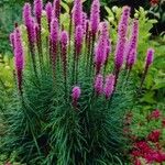 Liatris punctata 葉