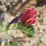 Echium creticum Flower