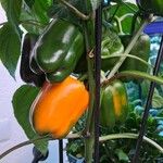 Capsicum annuum果實