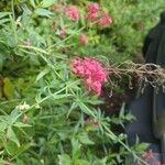 Centranthus ruberFleur