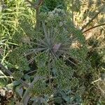 Angelica sylvestris Fruit