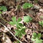 Geranium asphodeloides Ліст