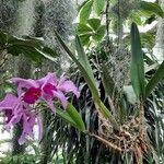 Cattleya jenmanii Λουλούδι