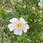 Rosa micrantha Blomst