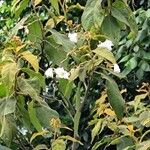 Solanum torvum Leaf