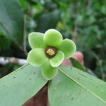 Uvaria lucida Flower