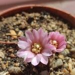 Gymnocalycium bruchii Çiçek