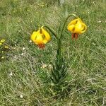 Lilium carniolicum Bloem