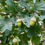 Quercus robur Fruto