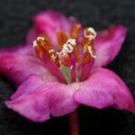 Rhododendron lepidotum