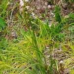 Gymnadenia odoratissima Habit