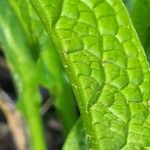 Symphytum caucasicum Folha