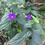 Thunbergia battiscombei Habit