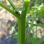 Nasturtium officinale Rinde