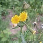 Sonchus asper Flower