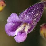 Penstemon scapoides ᱵᱟᱦᱟ