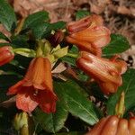 Rhododendron dichroanthum