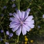 Cichorium intybus Flor