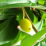 Cornus officinalis Fruto