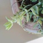 Sedum morganianum Leaf