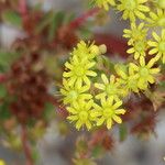 Aeonium aureum Λουλούδι