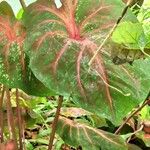 Caladium bicolor Feuille