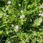 Geranium pusillumHábito