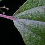 Leucosyke puya Leaf