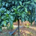 Pouteria caimito Habit